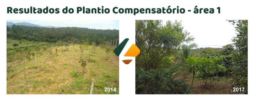 Plantio compensatório 2