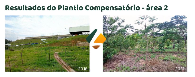 Plantio Compensatório 1